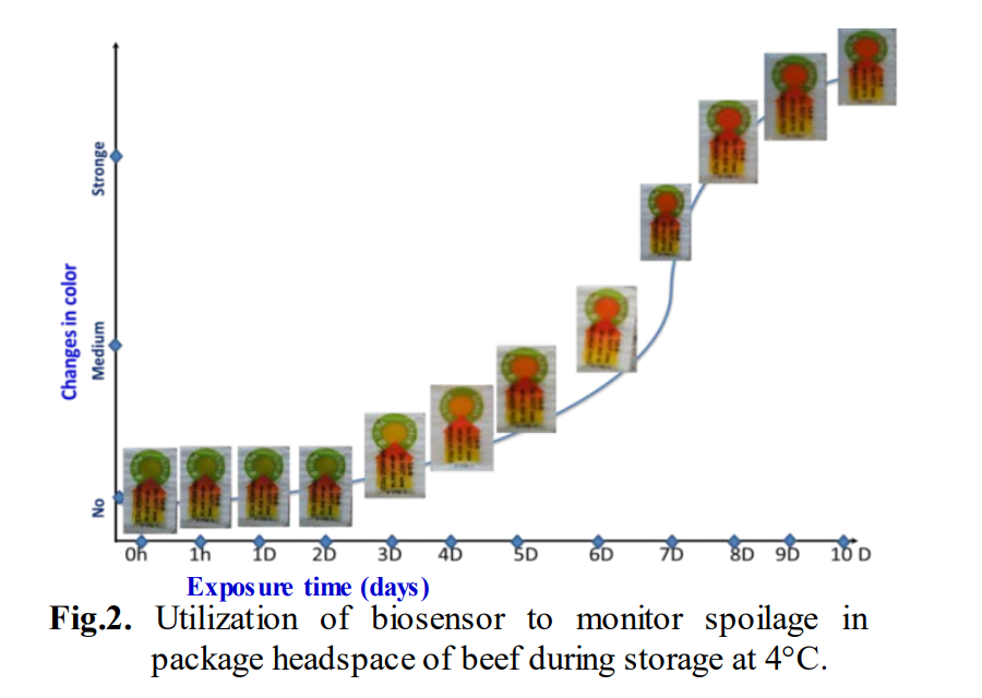 A graph which demonstrates a biosensors ability to measure the spoilage of beef 